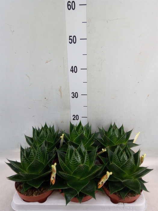 <h4>Aloe aristata 'Cosmo'</h4>