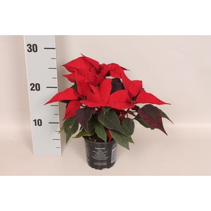 Poinsettia 10,5 cm Christmas Feelings® Merlot (Donker Rood)