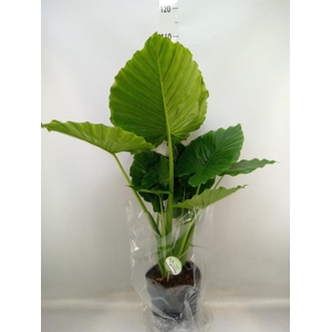 Alocasia gageana