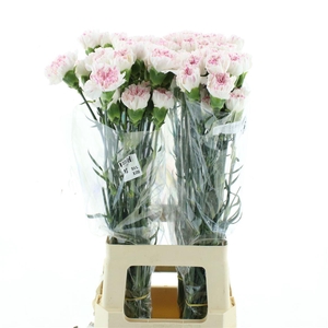 Di St Col Yukari Cherry