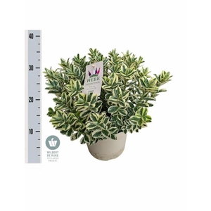 HEBE KATRINA