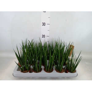 Sansevieria  'Fernwood'