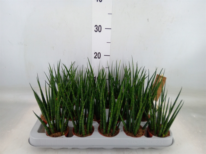<h4>Sansevieria  'Fernwood'</h4>
