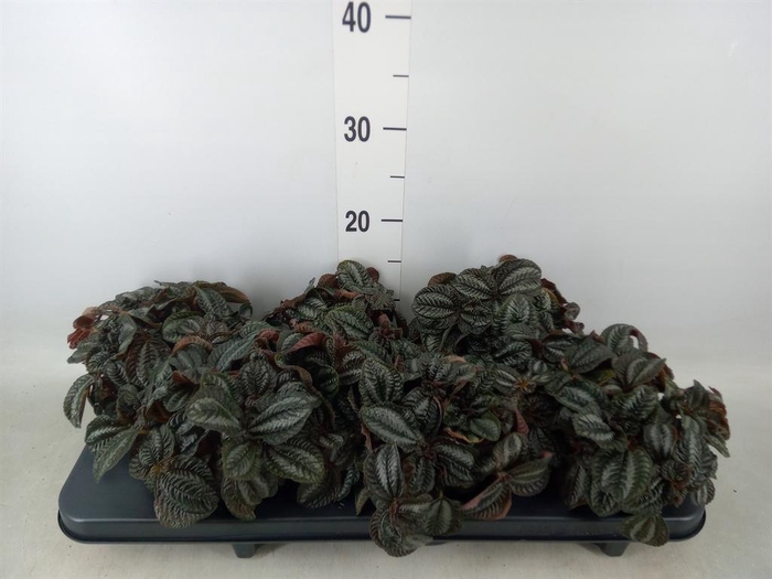 <h4>Pilea 'Norfolk'</h4>