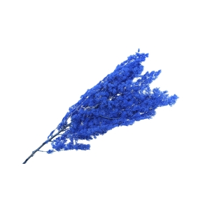 Dried Bleached Asparagus Retrofractus Purple