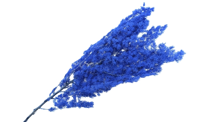 <h4>Dried Bleached Asparagus Retrofractus Purple</h4>