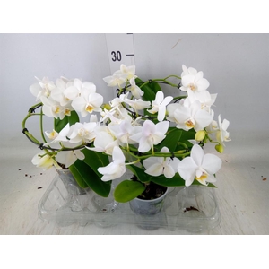 Phalaenopsis multi.   ...white