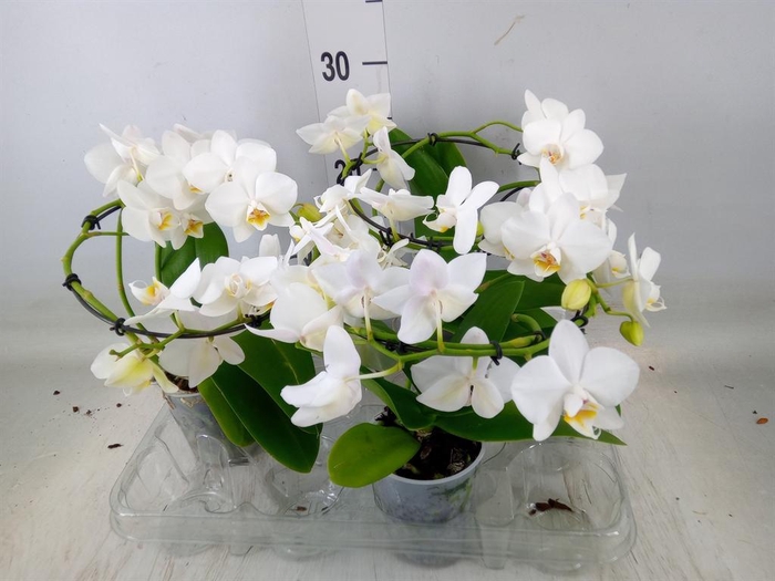 <h4>Phalaenopsis multi. ...white</h4>