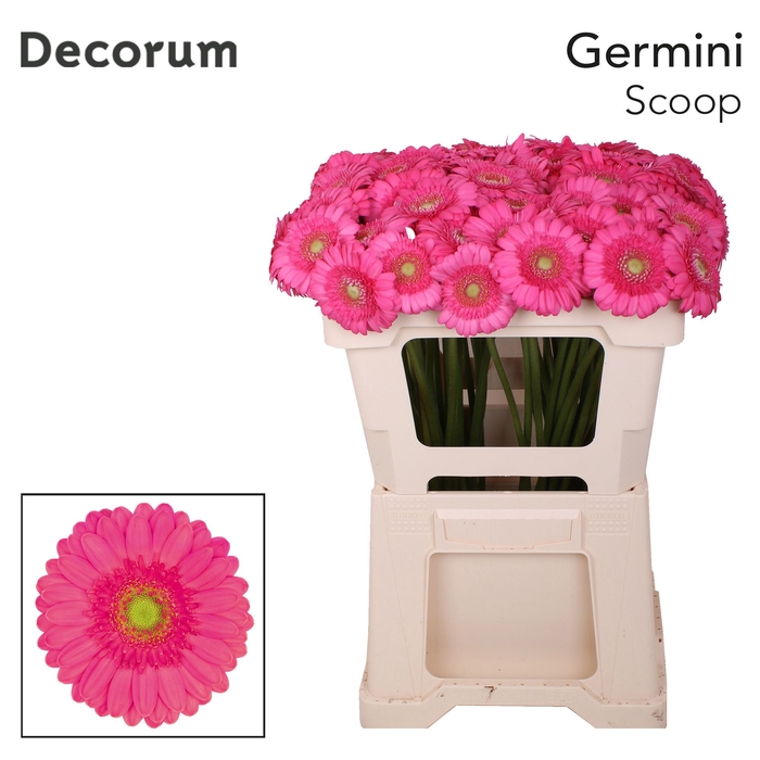 <h4>Germini Scoop Water</h4>