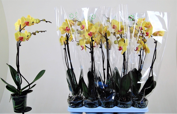 <h4>Goldion 2 tak</h4>