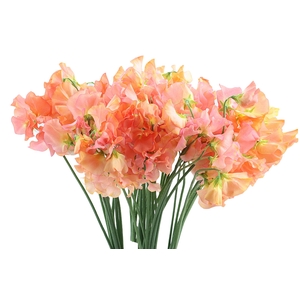 Lathyrus Klb Mango magic