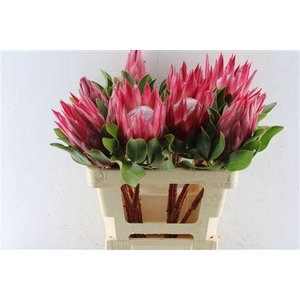 PROTEA CY MADIBA