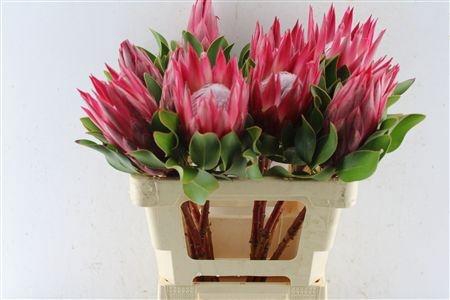 <h4>PROTEA CY MADIBA</h4>