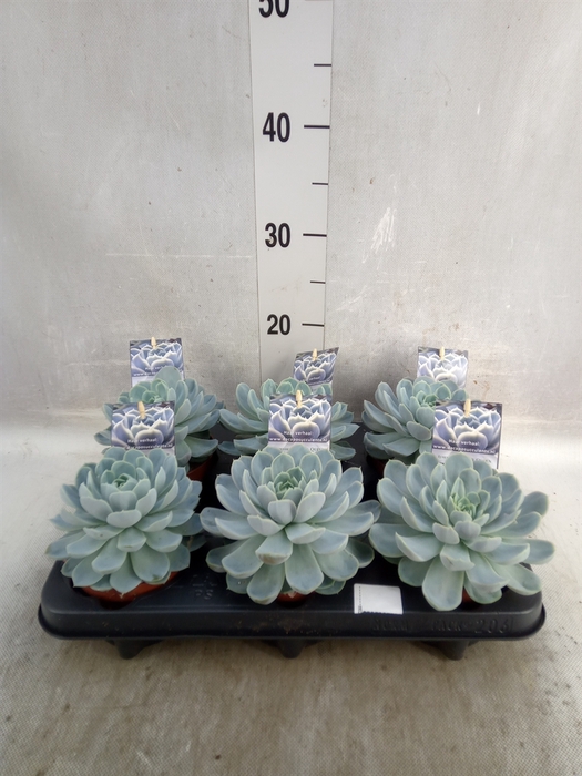 <h4>Echeveria   ...</h4>