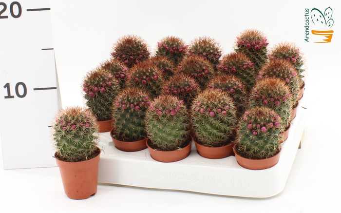 <h4>CACTUS BLOEIEND</h4>