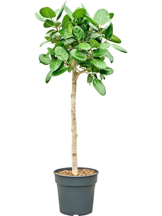<h4>Ficus benghalensis 'Audrey'</h4>