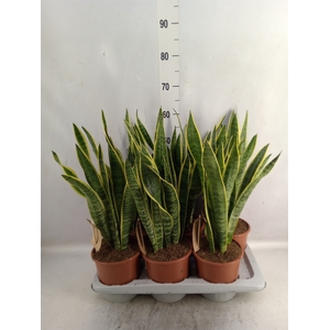 Sansevieria trifa. 'Laurentii'