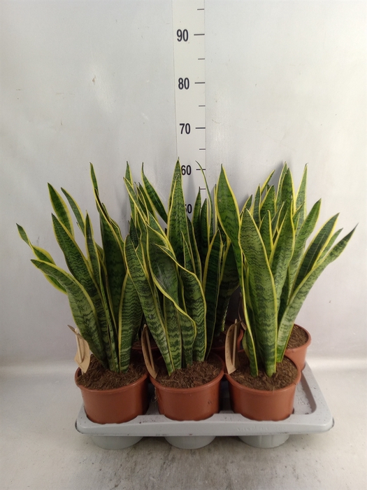 <h4>Sansevieria trifa. 'Laurentii'</h4>