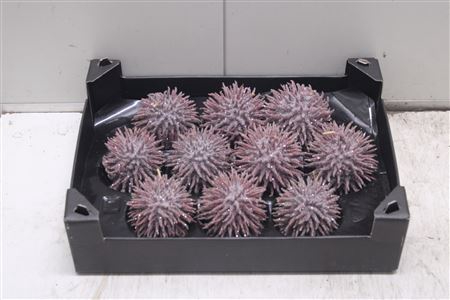 <h4>F-stekel Glitters Wijnrood</h4>
