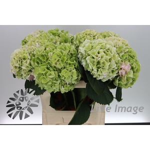 Hydrangea my beautiful pinktouch classic