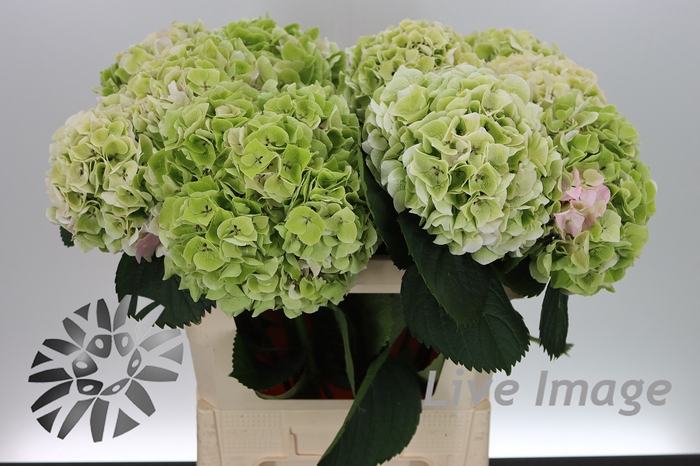 <h4>Hydrangea my beautiful pinktouch classic</h4>