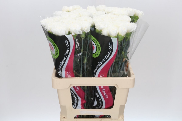 <h4>Dianthus St Holly</h4>