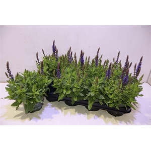 Salvia Ne Se Dp Blue