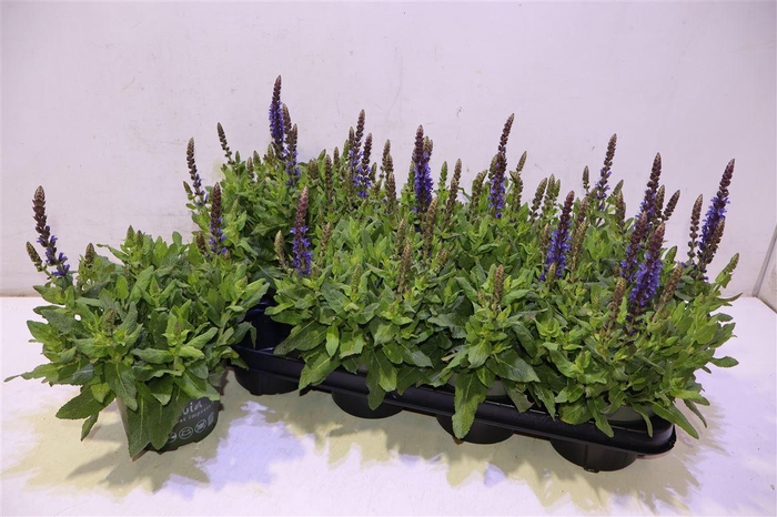 <h4>Salvia Ne Se Dp Blue</h4>