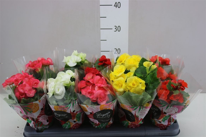<h4>Begonia Du Gemengd</h4>
