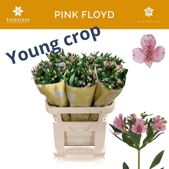 <h4>ALSTR PINK FLOYD</h4>