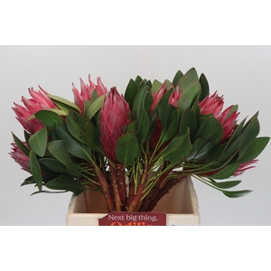 Protea Cynaroides Madiba