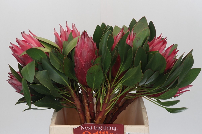 <h4>Protea Cynaroides Madiba</h4>