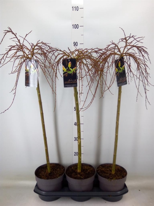 <h4>Salix arbuscula</h4>