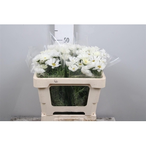 Cosmos Bipin White