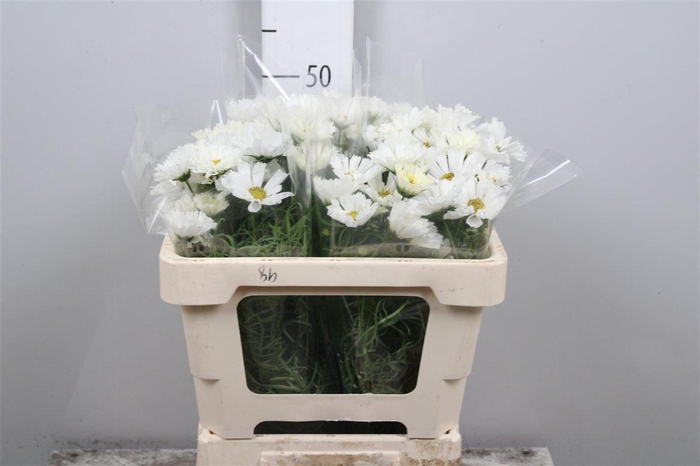 <h4>Cosmos Bipin White</h4>