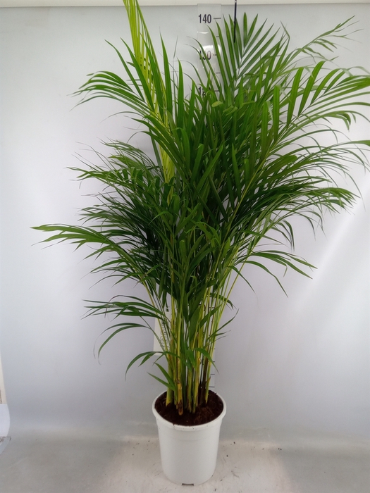 <h4>Dypsis decaryi</h4>