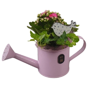 Arrangementen kamerplanten zink PTIB5323