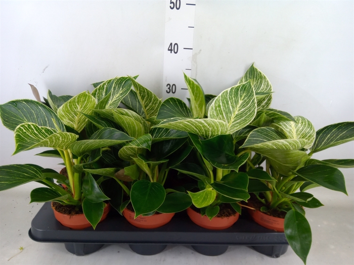 <h4>Philodendron   ...</h4>