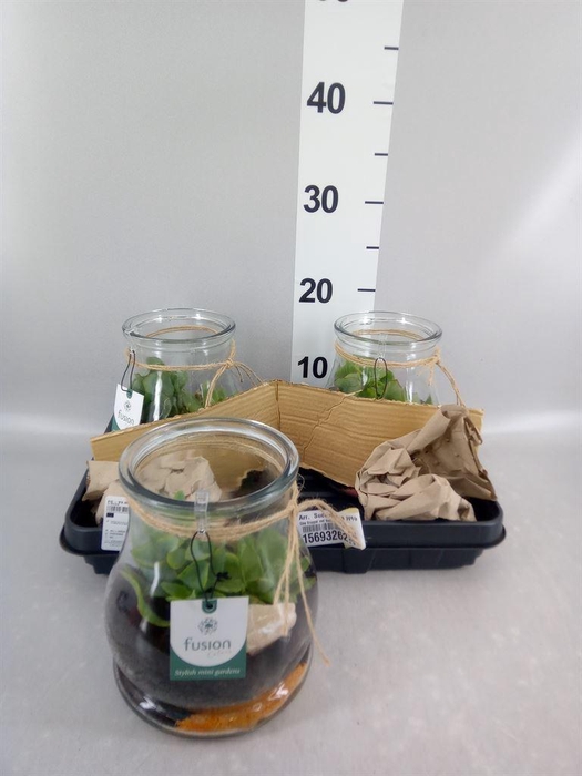 <h4>Arr.  Succulents H%</h4>