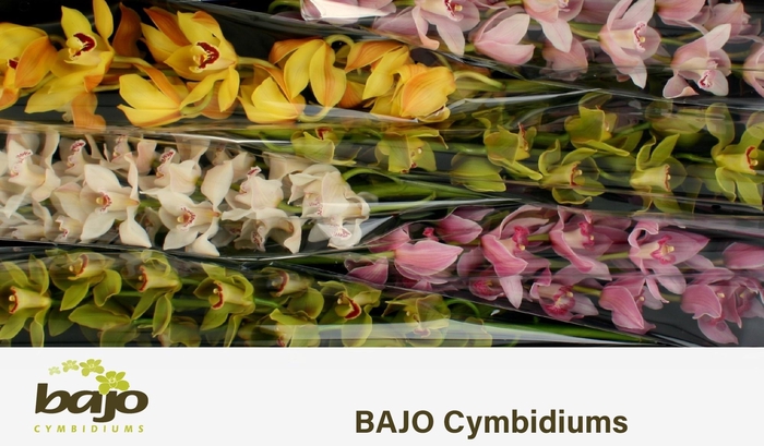 <h4>CYMB T GEM</h4>