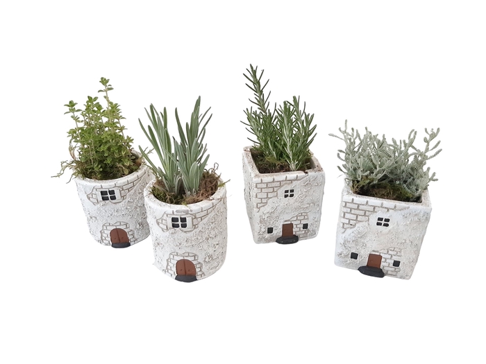 <h4>Planten  ..in schaal L%</h4>