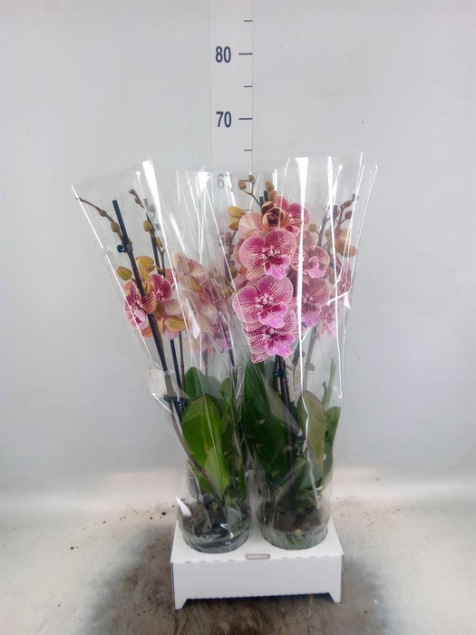 <h4>Phalaenopsis   ...red</h4>