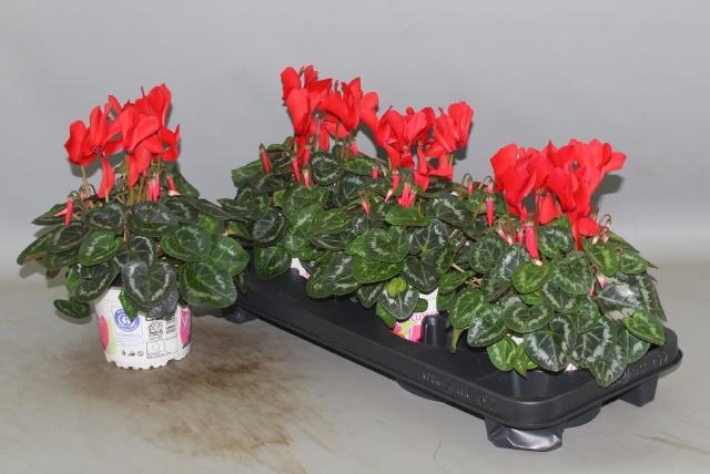 <h4>CYCL GR SUP XL</h4>