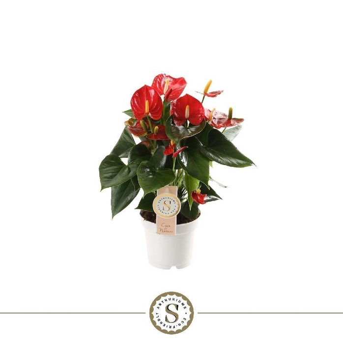 <h4>Anthurium Andreanum rood Royal Red Champion</h4>