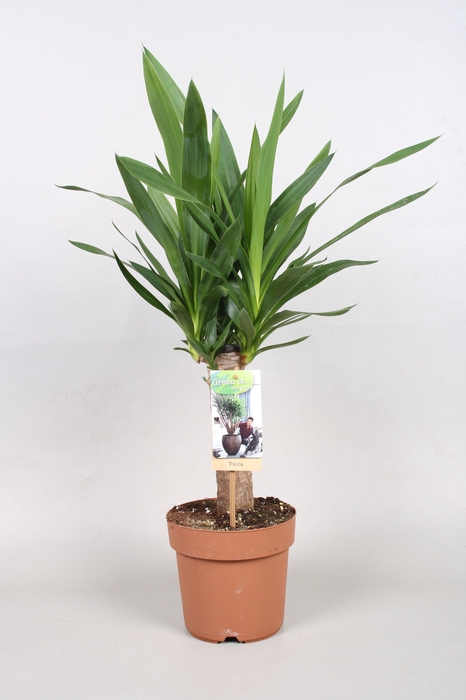 <h4>Yucca 30cm. enkele stam</h4>