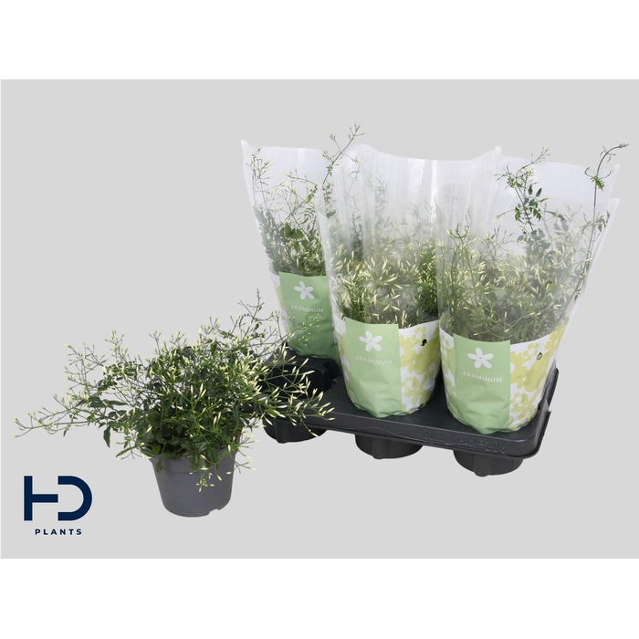 <h4>JASM POLYANTHUM WIT</h4>