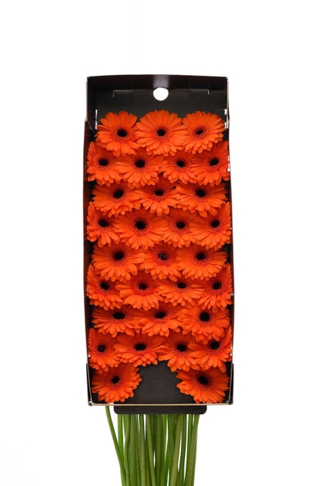 <h4>Germini Bison Doos</h4>