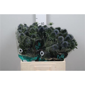 Eryngium planum 'Scorpius Questar'