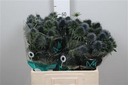 <h4>Eryngium planum 'Scorpius Questar'</h4>