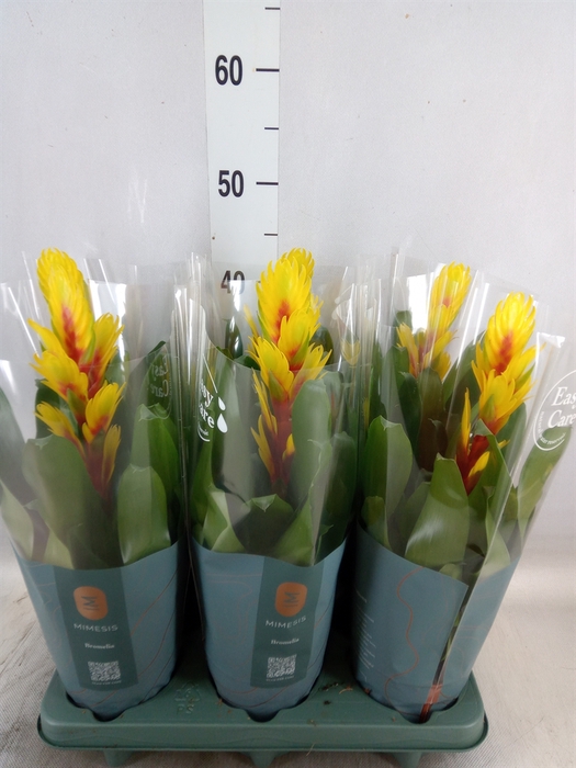 <h4>Vriesea  'Intenso Yellow Flame'</h4>